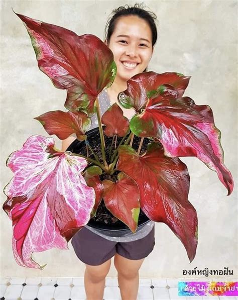 A Woman Holding A Potted Plant With Red And Pink Leaves