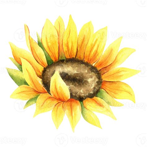 Sonnenblume Gelb Feld Blume Aquarell Illustration Hand Gemalt