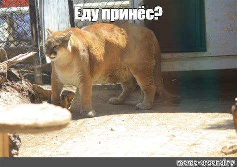 Создать мем пума mountain lion zoo Картинки Meme arsenal