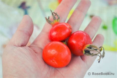 Галерея Rosa rugosa f Alba Rehder Rosa rugosa Alba RSM 76