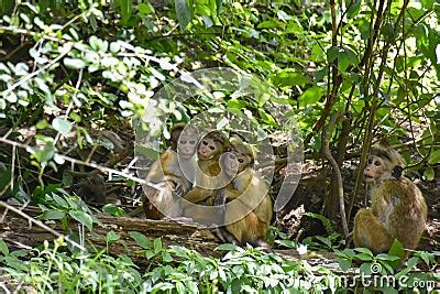 3 Cute Baby Monkeys Hugging Royalty-Free Stock Photo | CartoonDealer ...