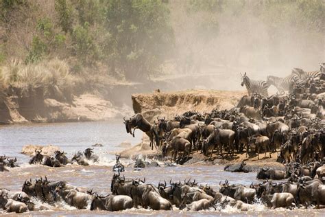 Tanzania Serengeti Migration Safari - 10 Days