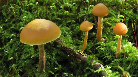 Kuehneromyces Mutabilis Stobbezwammetje