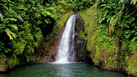 Waterfall Green Tropical Plants HD wallpaper | nature and landscape ...