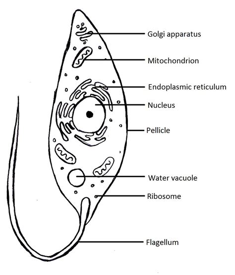 Protist Drawing at PaintingValley.com | Explore collection of Protist ...