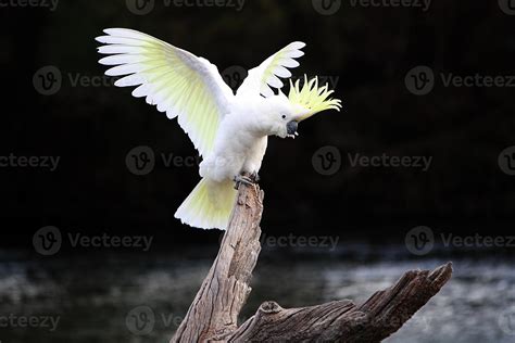 Sulphur Crested Cockatoo Flying