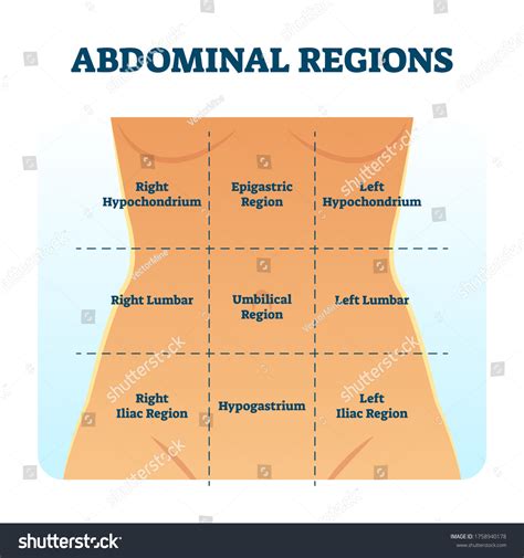 Abdominal Quadrants Labelled Images Stock Photos D Objects