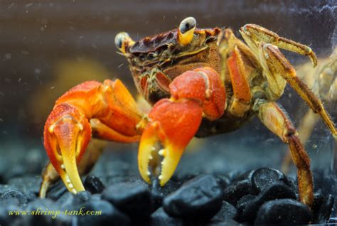 Red Claw Crab Photos @ Shrimp Tank