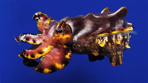 Color-Changing Pfeffer's Flamboyant Cuttlefish at the Monterey Bay Aquarium in California