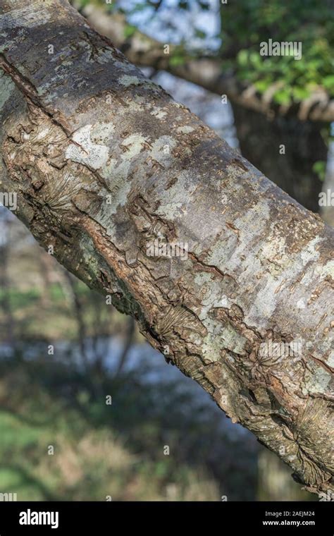 Common alder tree bark hi-res stock photography and images - Alamy