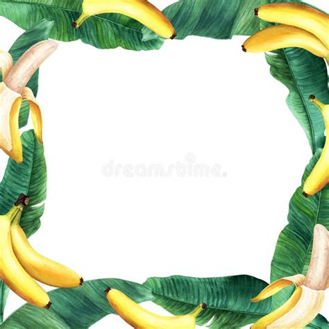 Watercolor Square Frame With Banana Tree Leaves And Fruit Berry Banana