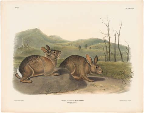 Audubon Bowen Ed Pl Bachman S Hare Quadruped Imperial Bowen