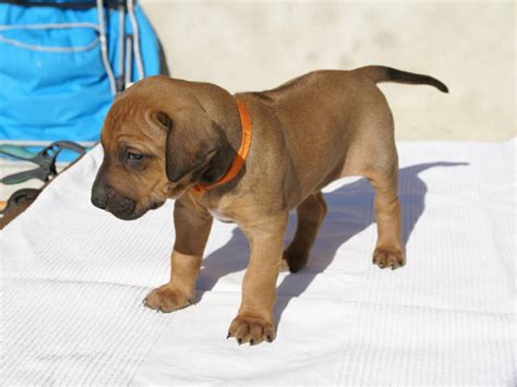 Chiots Rhodesian Ridgeback Avec Pedigree Fci R Server Petite