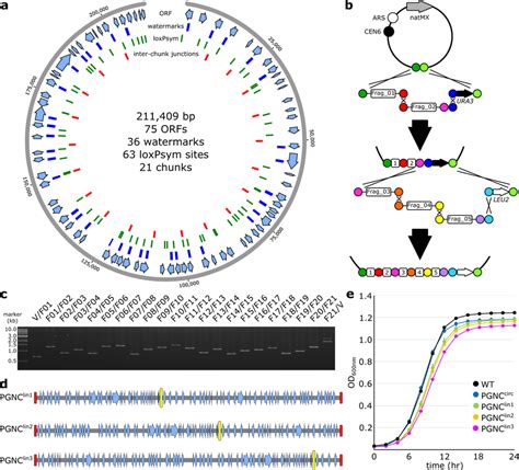 Construction Of A Yeast Pan Genome Neo Chromosome A Schematic