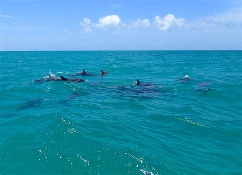 Key West Wild Dolphin Encounters Wild About Dolphins