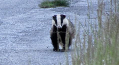 European Badger acting strangely - Edward OTooleEdward OToole