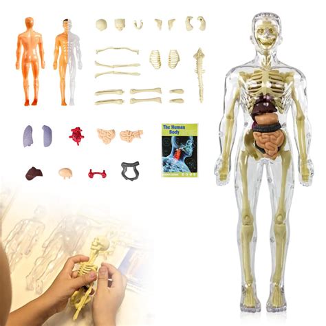 Buy D Human Body Torso Model For Kid Anatomy Model Skeleton Mini