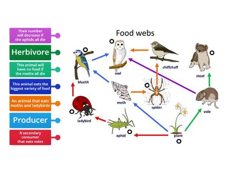 Food Webs Labelled Diagram