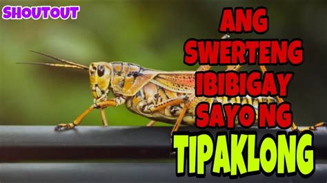 Ang Swerteng Ibibigay Sayo Ng Tipaklong Grasshopper Youtube