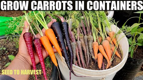 How To Grow Carrots In Pots SEED TO HARVEST YouTube