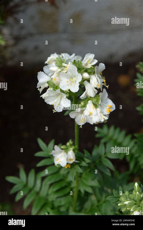 Jacobs Ladder Plant Hi Res Stock Photography And Images Alamy