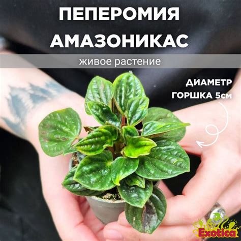 Пеперомия Exotica Peperomia Amazonicas, 5 дм, 01719 шт - купить по ...