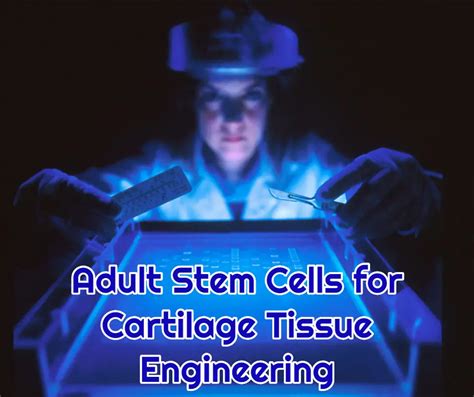 Adult Stem Cells For Cartilage Tissue Engineering Dreambody Clinic