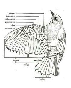 470 idées de Crows & birds anatomy - ref en 2024 | corbeau, corbeau ...