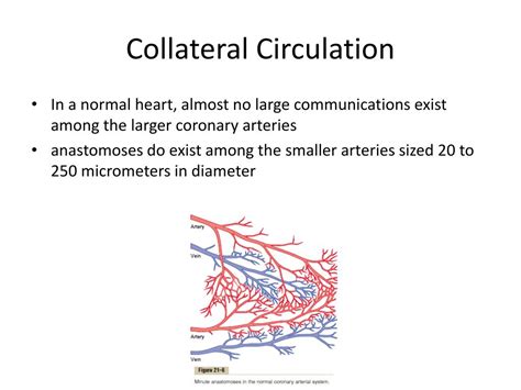 Ppt Coronary Circulation Powerpoint Presentation Free Download Id