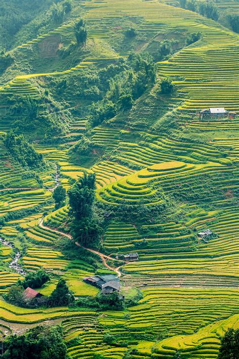 Picturesque View Of Rice Fields In Sunlight Sapa Vietnam By Stocksy