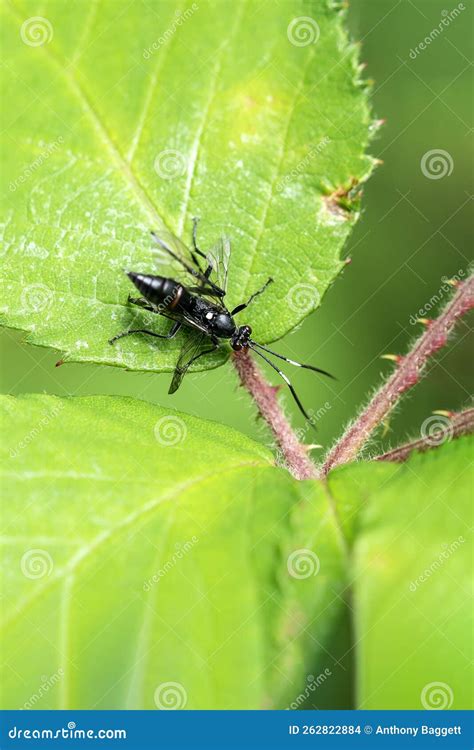 Ichneumonid Wasp Neamblymorpha Milva Stock Photo Cartoondealer