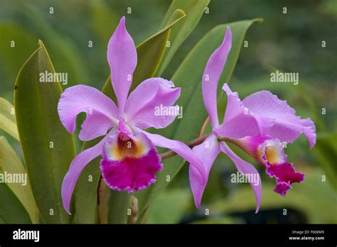 Cattleya Warscewiczii Hi Res Stock Photography And Images Alamy