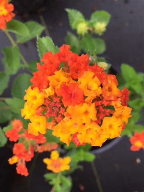 lantana texas 1000 - Backbone Valley Nursery