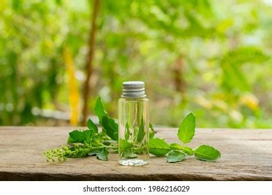 Holy Basil Tulsi Essential Oil Bottle Stock Photo Shutterstock