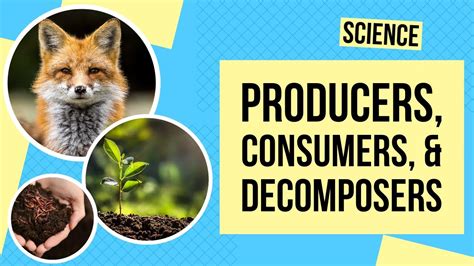 Producers Consumers And Decomposers Science Lesson Youtube