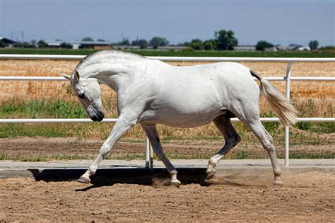 Andalusian Horse Breed Guide: Characteristics, Health & Nutrition | Mad Barn