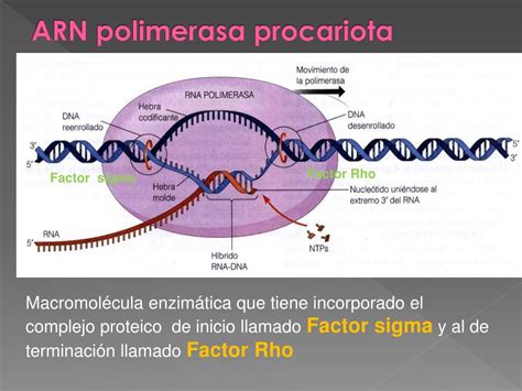 Ppt Transcripción Powerpoint Presentation Free Download Id4807995