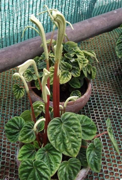 Причудливая пеперомия. Выращивание, уход в домашних условиях. Фото ...