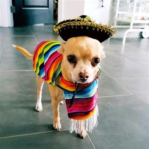 23 Best Dog Duo Costumes Perfect for Halloween!