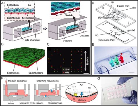 Lung On A Chip Platforms With Microfluidic Actuators A Schematic Of