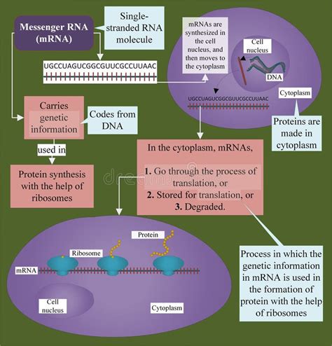 Messenger RNA Is Synthesized In Nucleus And Moves To Cytoplasm Stock