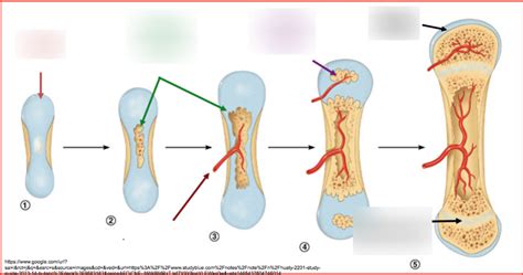 Ossification Diagram Quizlet