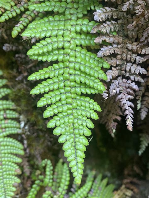 Forest Plume Fern In August 2023 By Nathaniel Watkins · Inaturalist