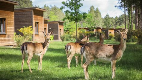 Un séjour à Center Parcs Domaine du Bois aux Daims sur France Bleu