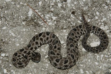 Dusky Pygmy Rattlesnake | Snakes | Nature In Focus