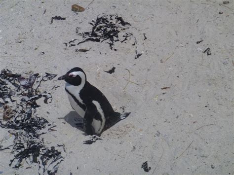 African Penguin Habitat - help Our polar bears and penguins