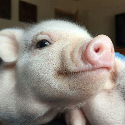 ̗̀ Graciegeeding Cute Piglets Pet Pigs Cute Baby Pigs