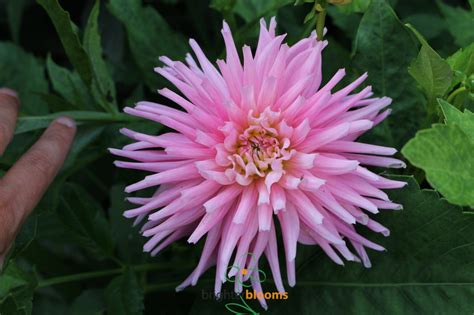 Dahlia Park Princess Brighter Blooms