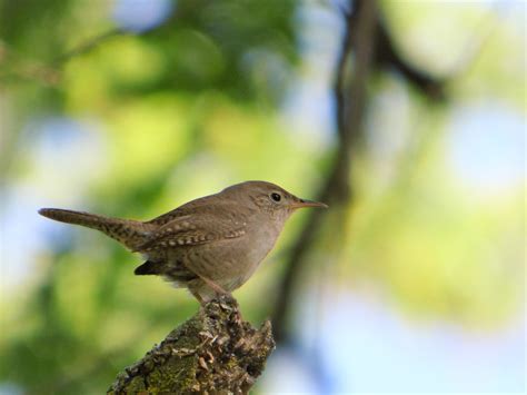 Geotripper S California Birds House Wren Defending A Nest Site On The