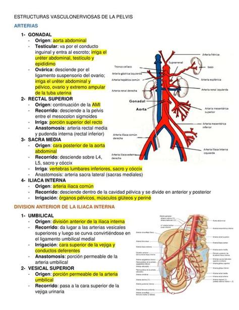 Estructuras Vasculonerviosas De La Pelvis Guty Torres Udocz